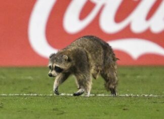 Raccoon, chased by staff with trash cans, storms pitch during soccer game