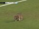 Watch: Raccoon interrupts Major League Soccer game for 161 seconds